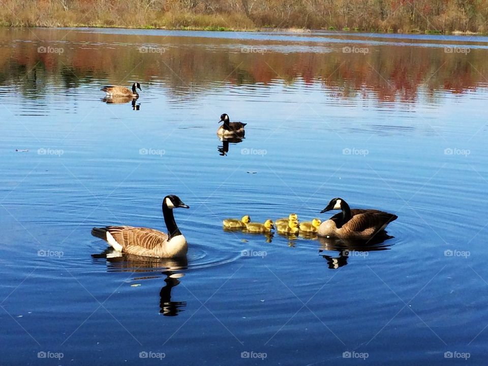 Baby geese