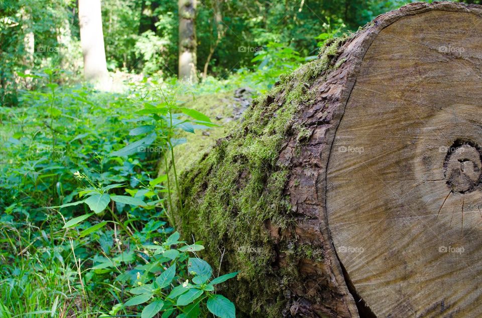Log in the Forest