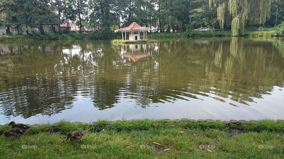 A beautiful pond with a little house for waterfowl in the middle. Three little ducklings are lurking around at the bottom of the photo.