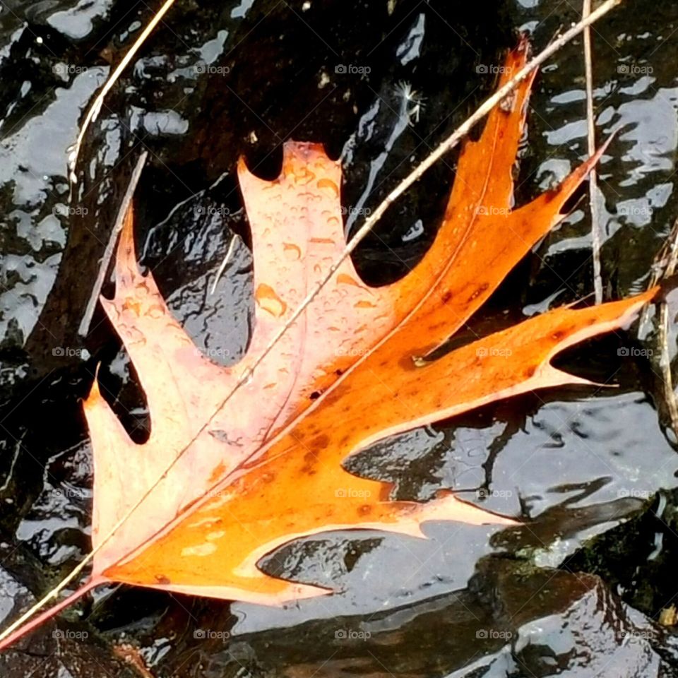 leaf  in waterfall