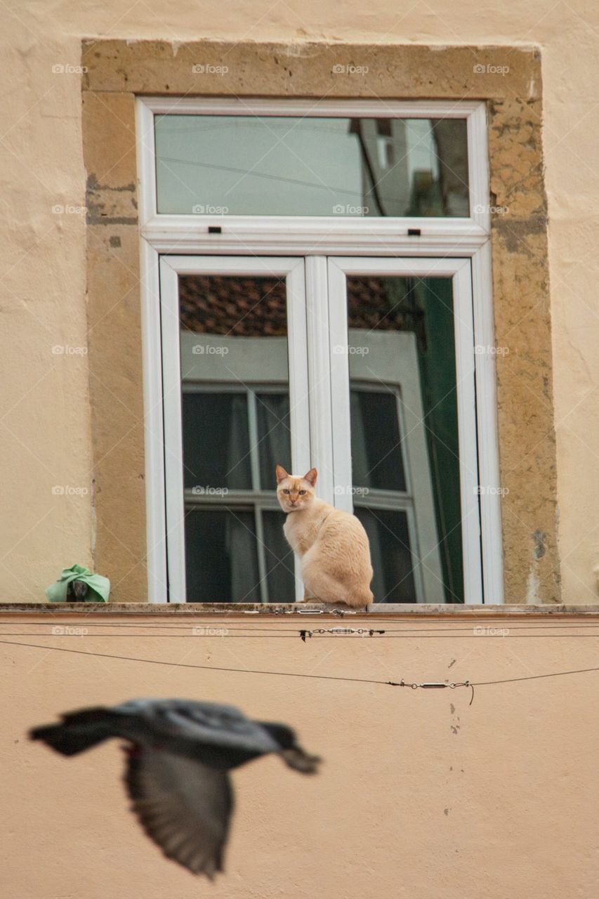 Cat staring at a flying bird in lisbon 