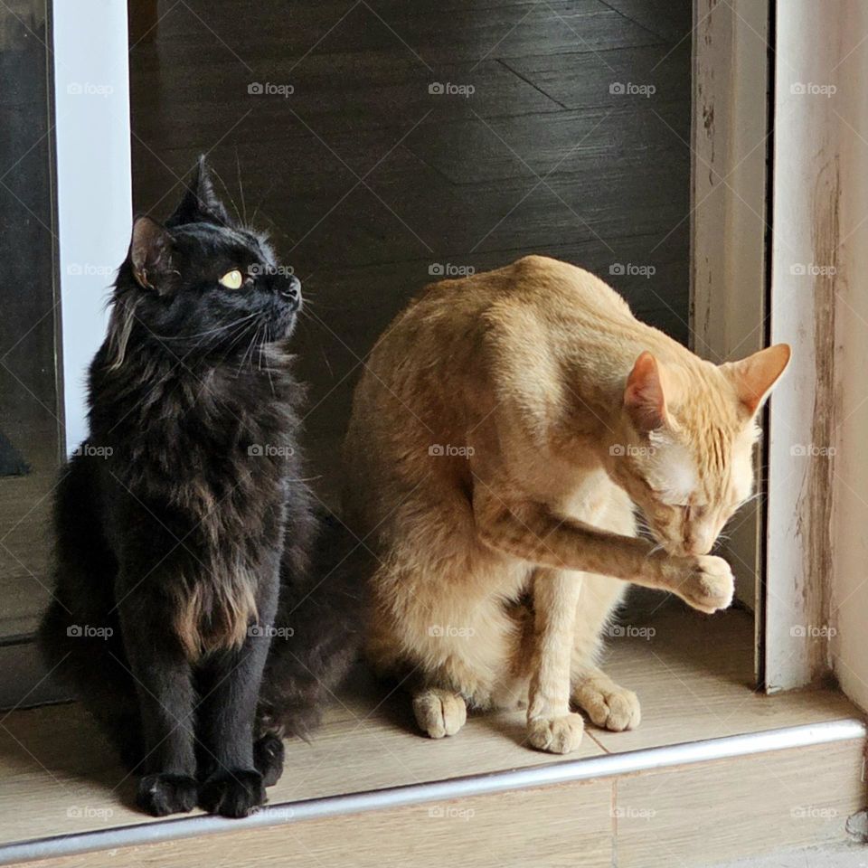 "Toga and Tango, side by side". black and orange rescue cats are like brothers,  and one does what the other does. They are copy cats.