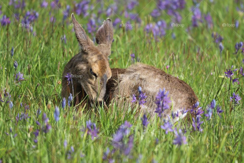 Green field with wildflowers where the the fawn sleeps 