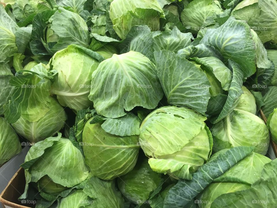 Green Cabbage 