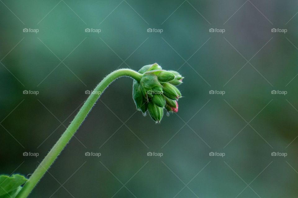 Bud
