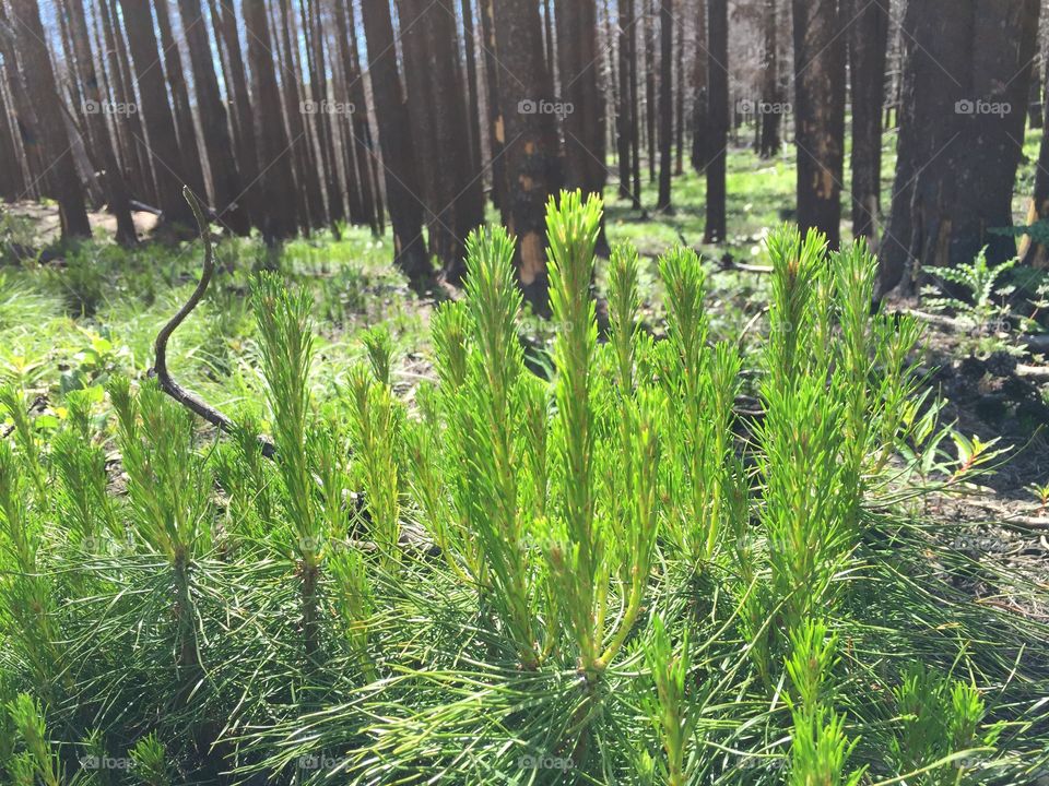 New growth. Two-year-old pine trees in a burned forest