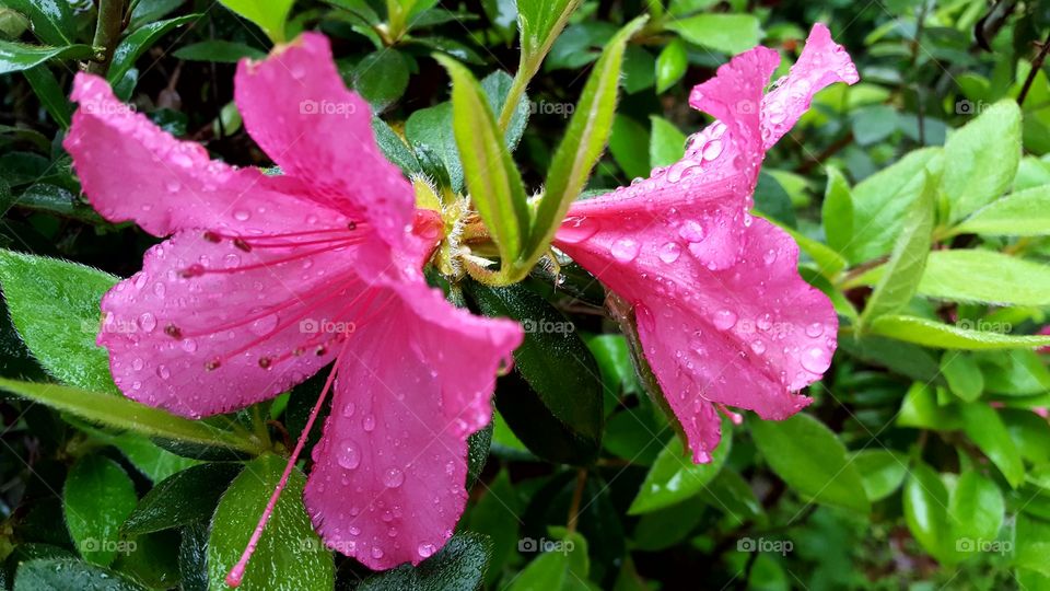 Beautiful blossoming Azalea Flowers covered in rain droplets.