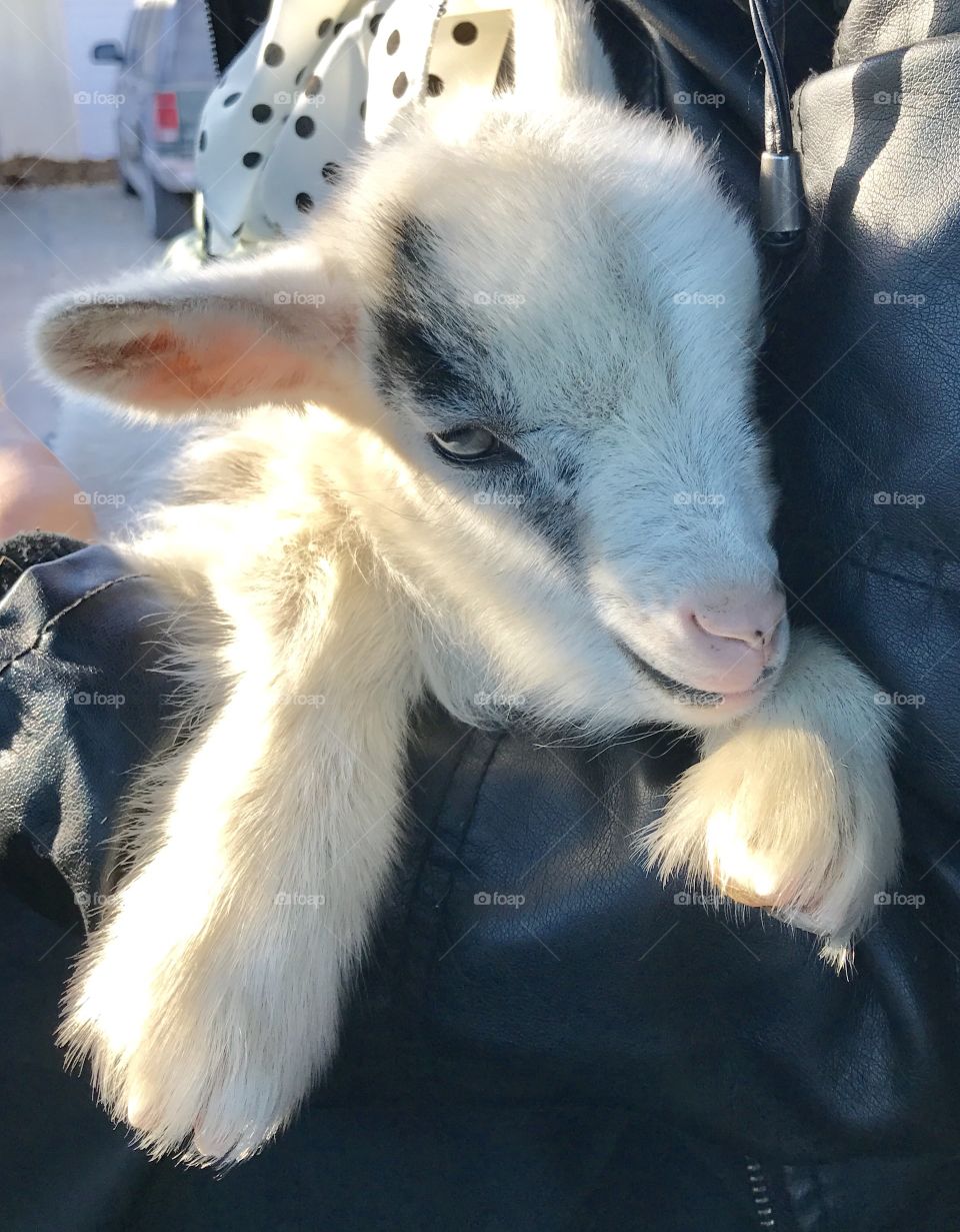 Baby Goat