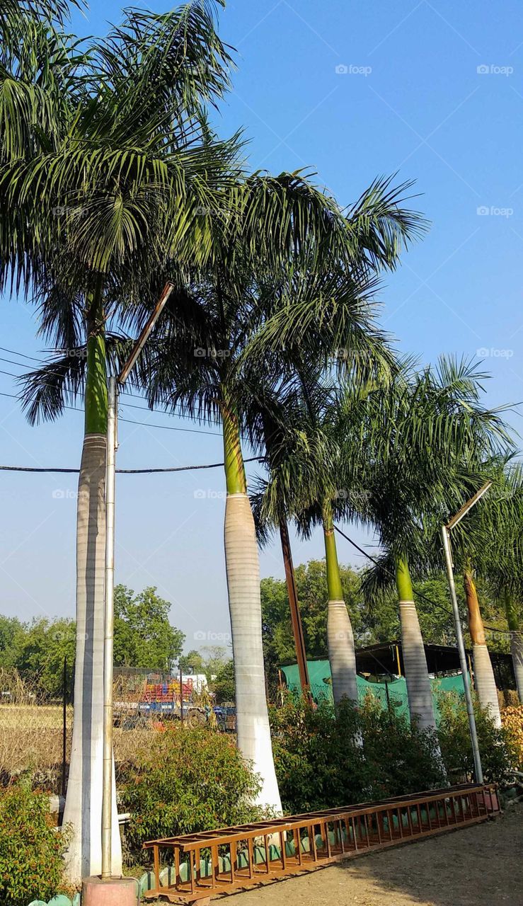 a beautiful coconut trees in Park I hope you like ti