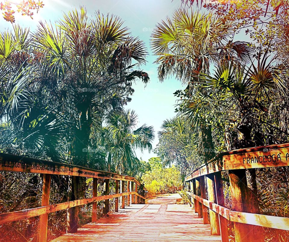 Tropical Boardwalk 