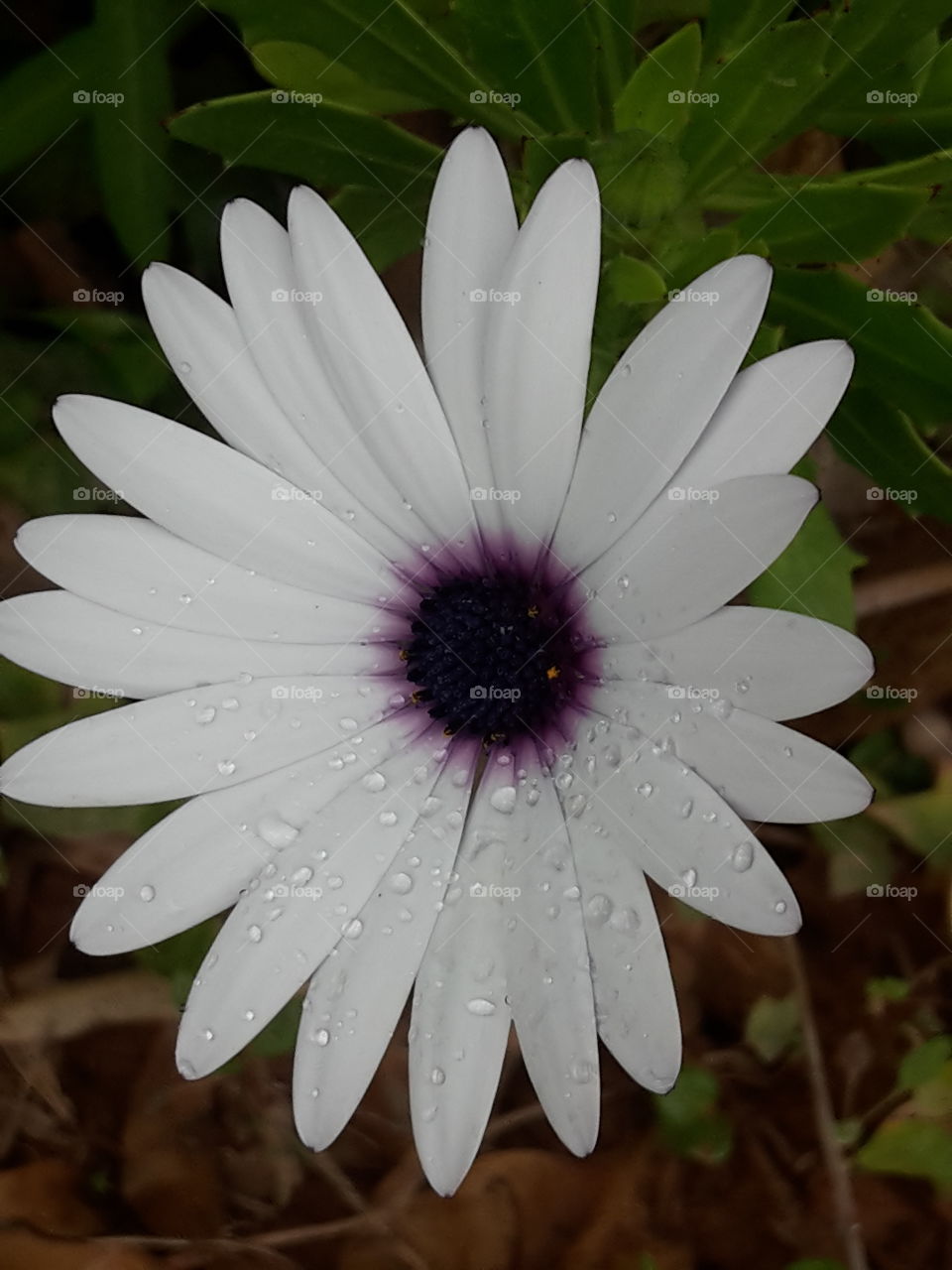 the beautiful flower!