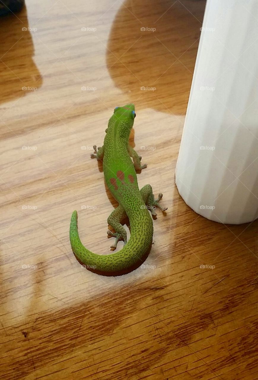 On a bright morning in Hawaii, this gecko joined us on our breakfast table.