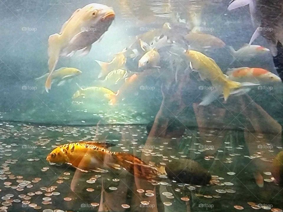Fish swimming in wish pond