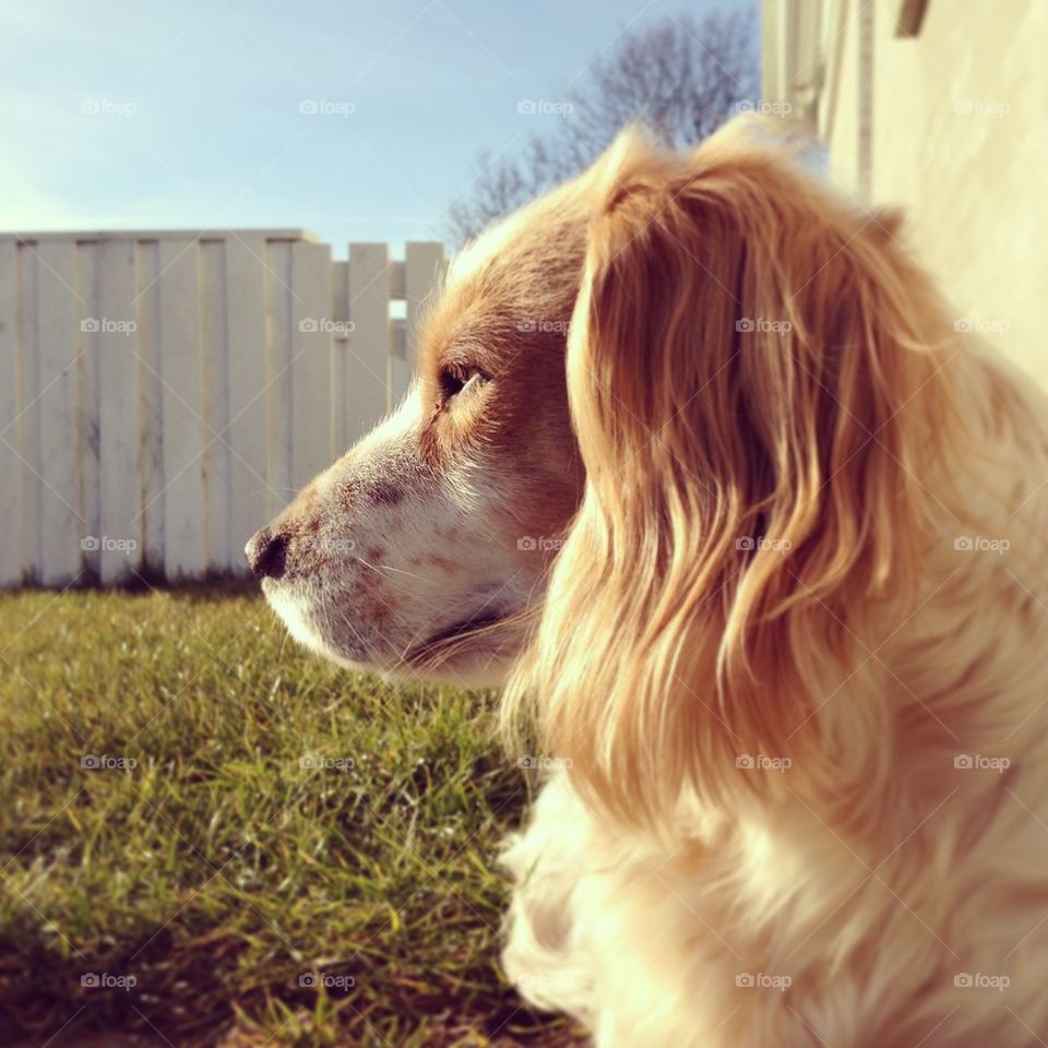 Thoughtful dog