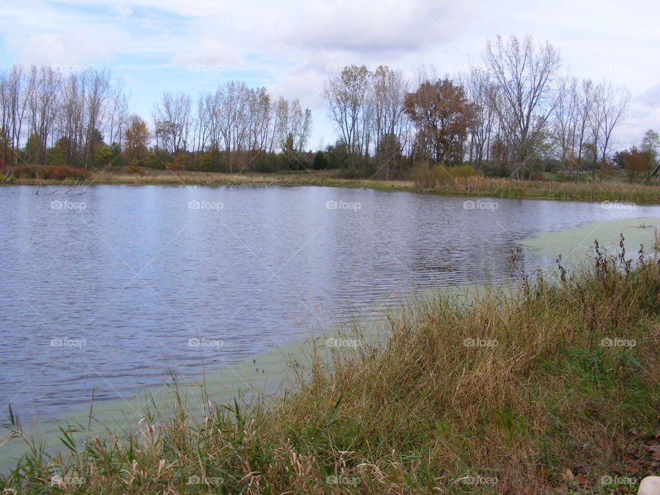Most of the leaves have fallen off the trees.
