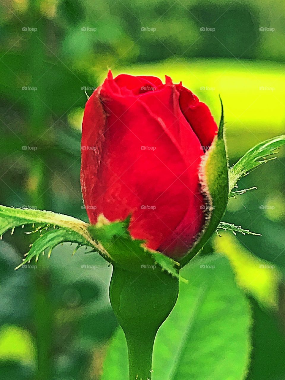 Rose bud