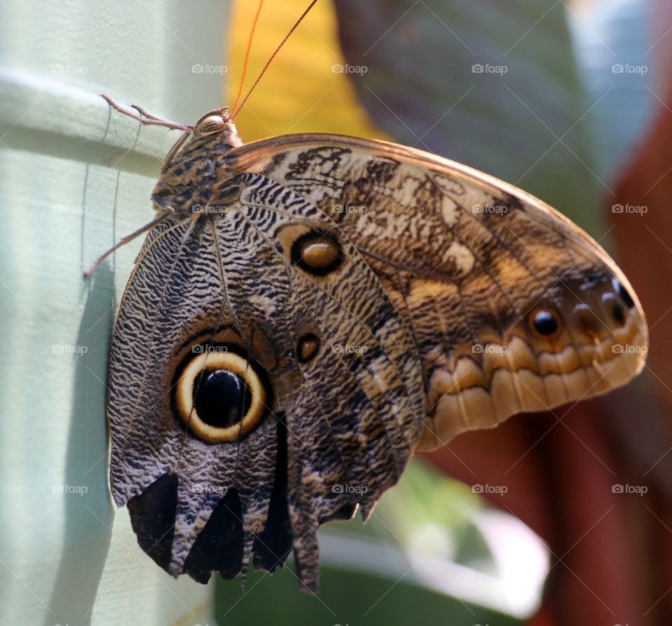 Beautiful Butterfly up close and you can see the markings and details perfectly.