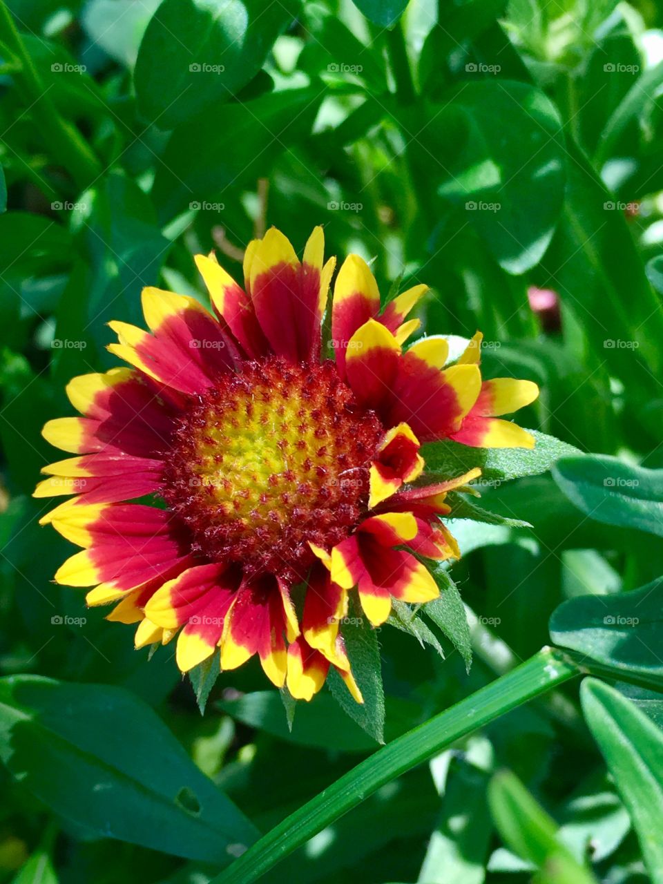 Beautiful flower red yellow color. Pedals. Bloom. Close up. Center.