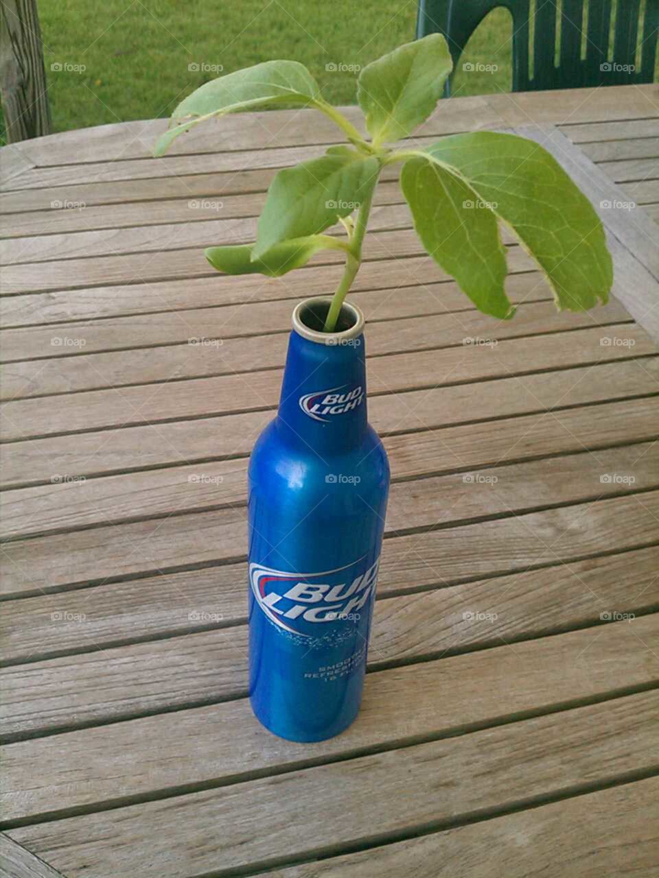 Sunflower in Beer Can !