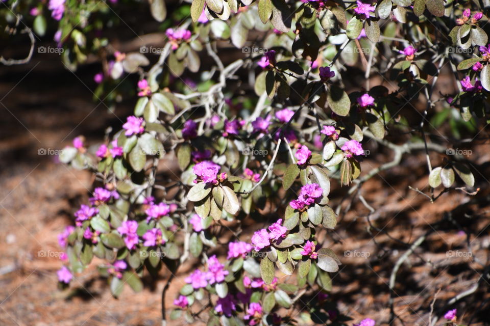 pink flowers