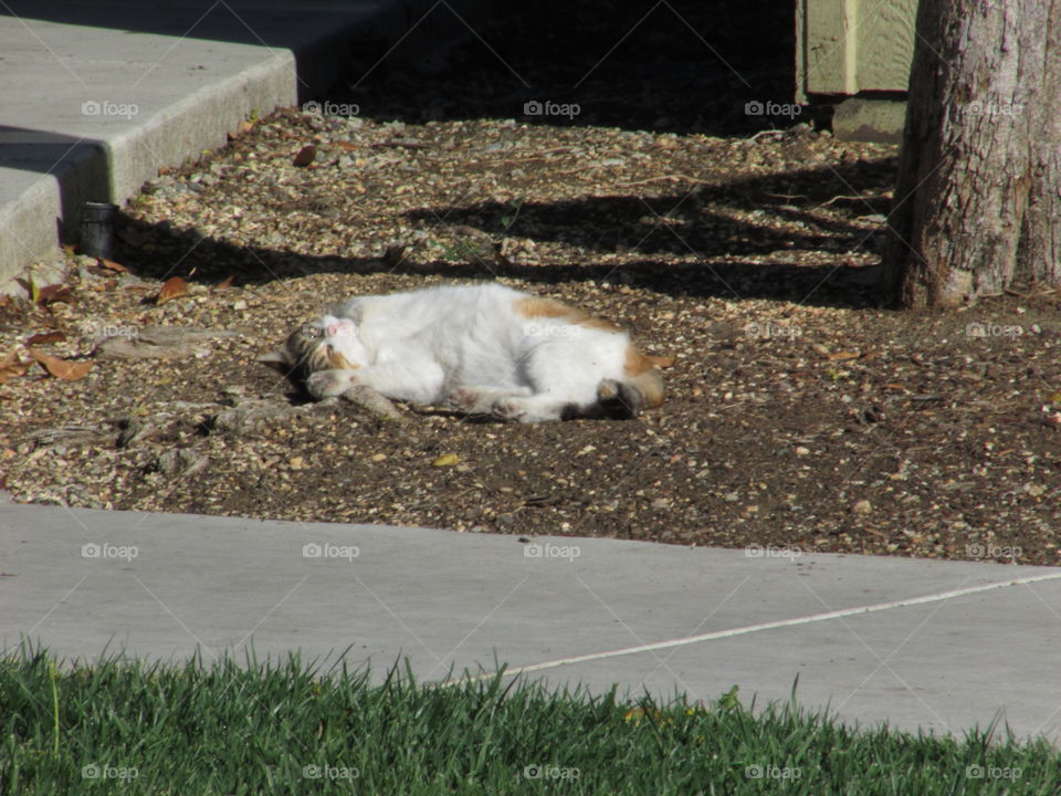 basking in the Sun. at work taking photos