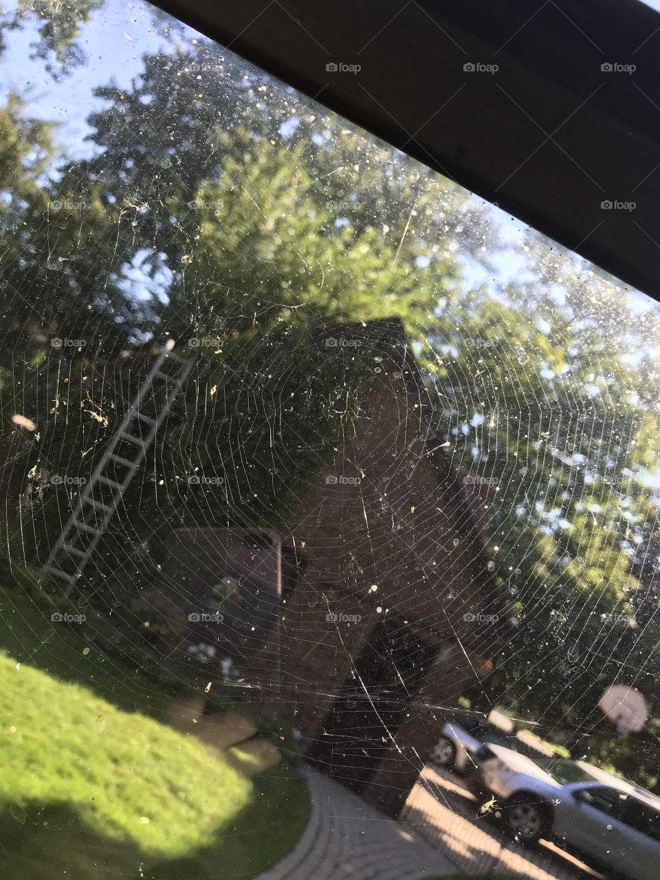 A very diligent spider’s web!