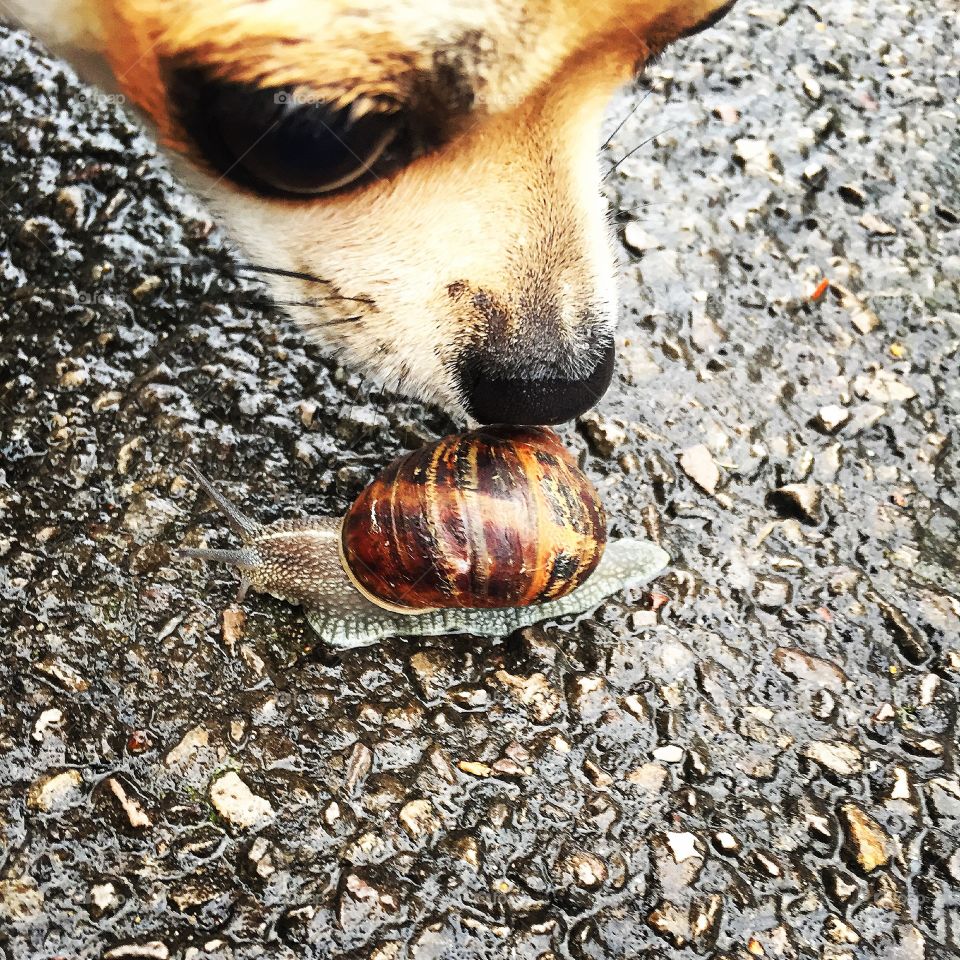 Puppy and snail 