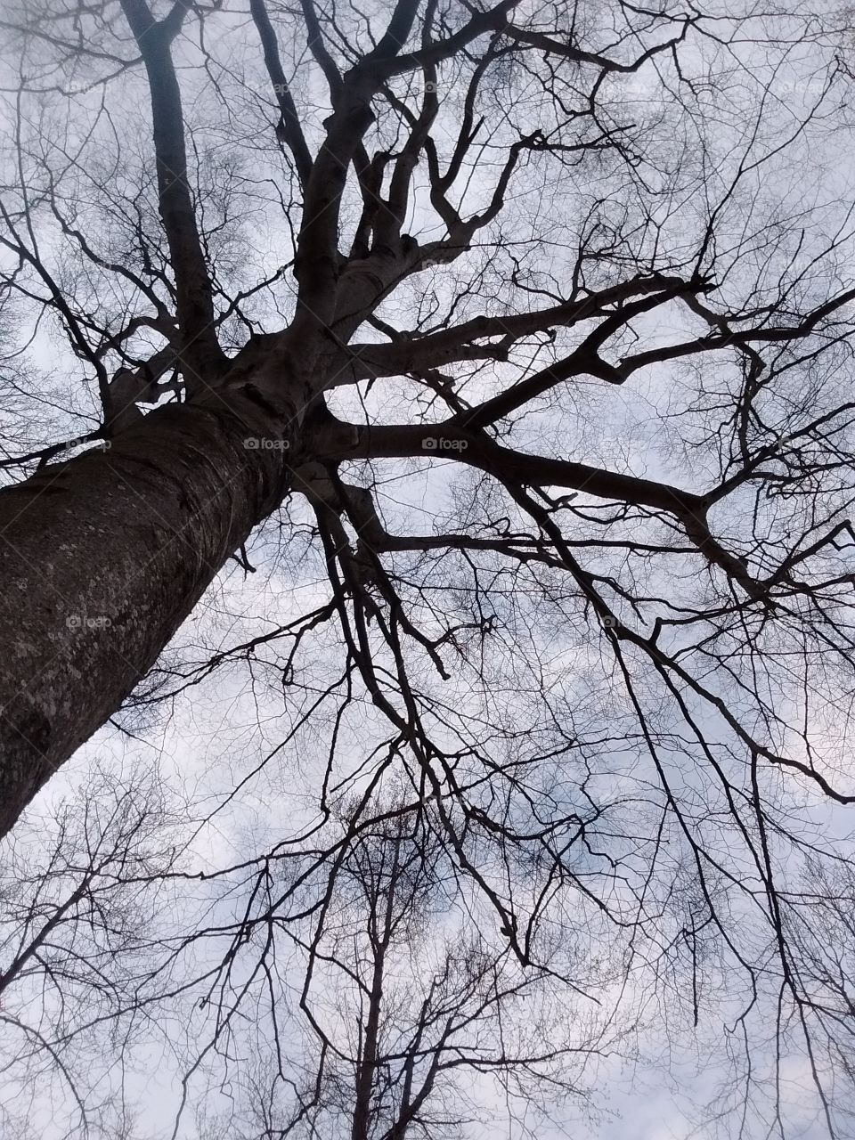 Looking up the tree