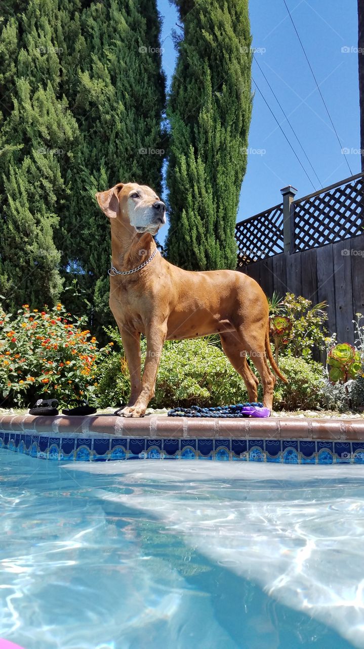 summer poolside modeling