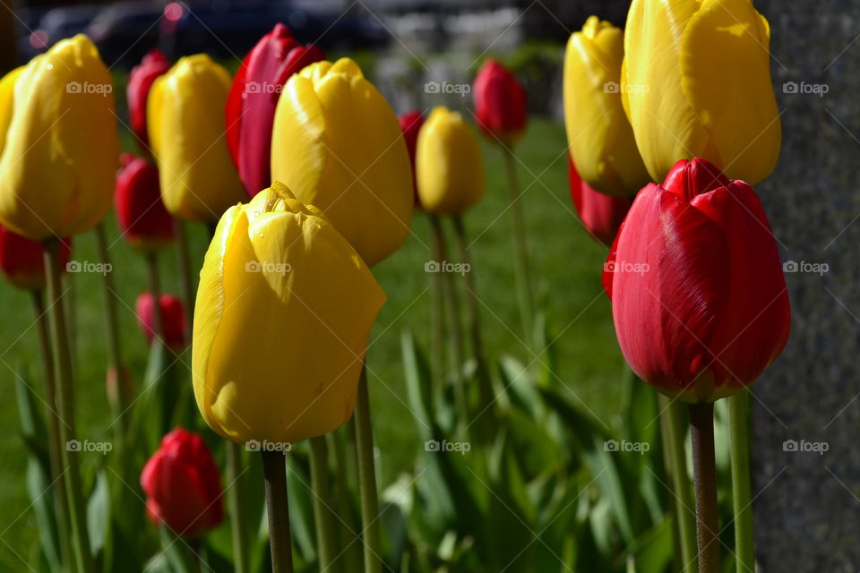 Yellow and red tulips