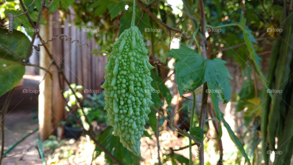 Fruto amargo: São Caetano. Culinária, medicina.