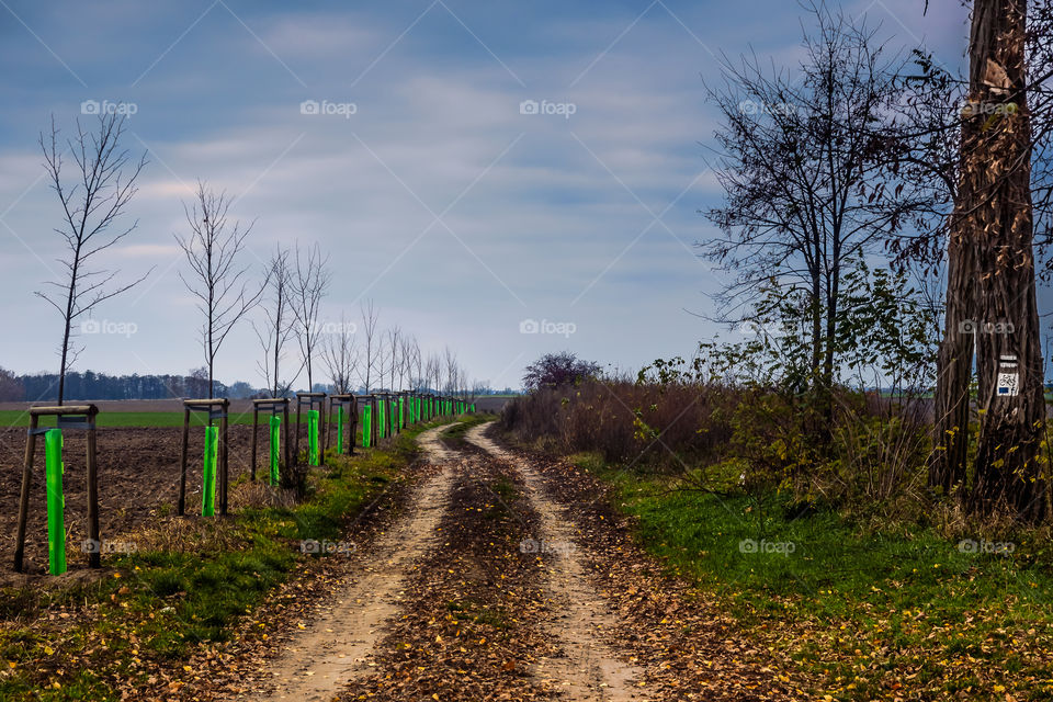 Gryżyna, Poland