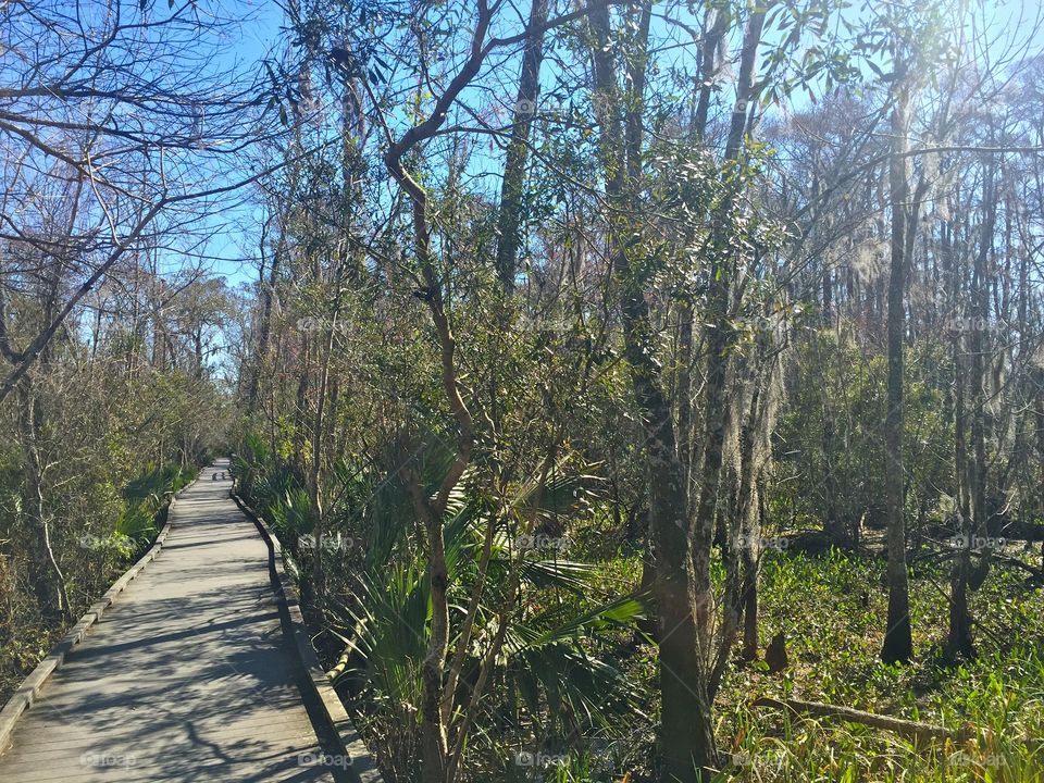 Bayou in New Orleans 