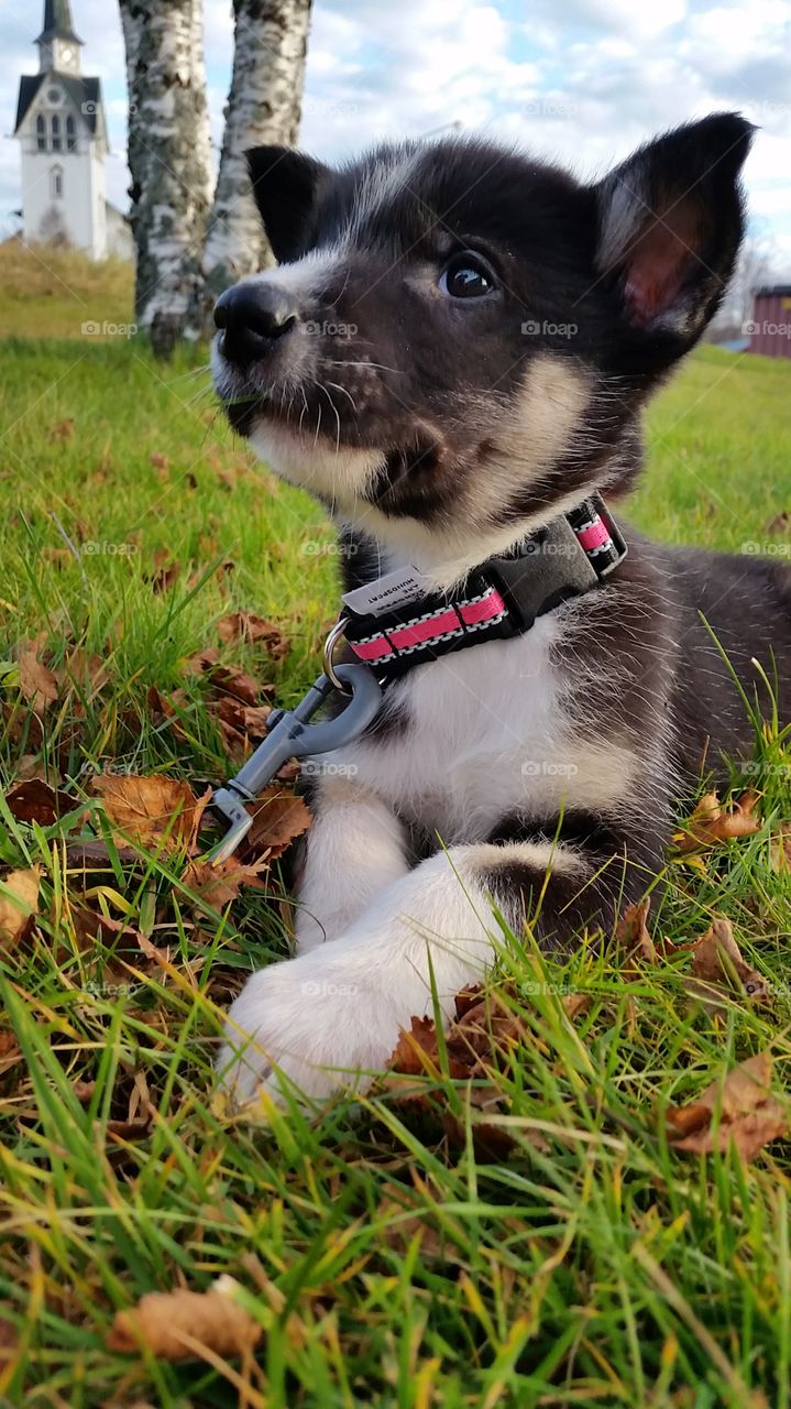 Puppy sitting on grass