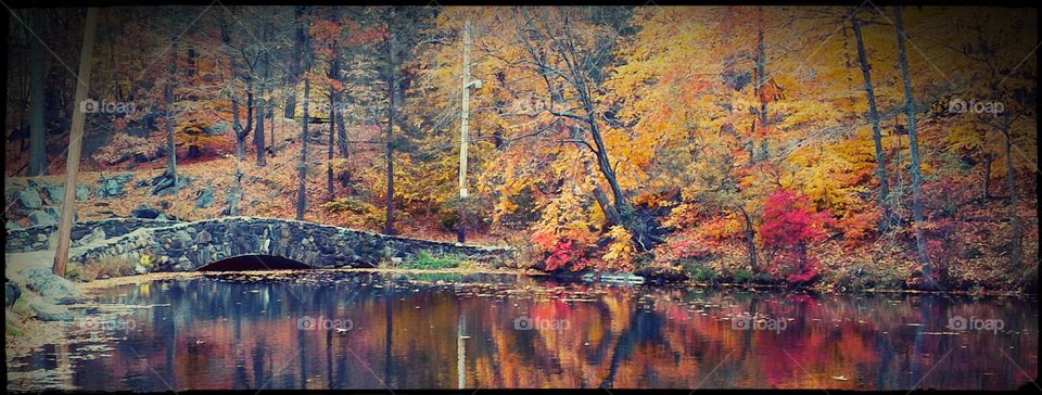 Reflections of Nature