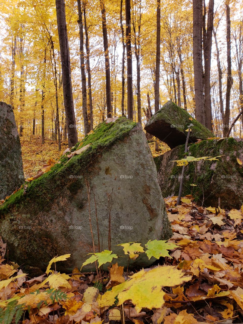 large stones with moss and fall tree background