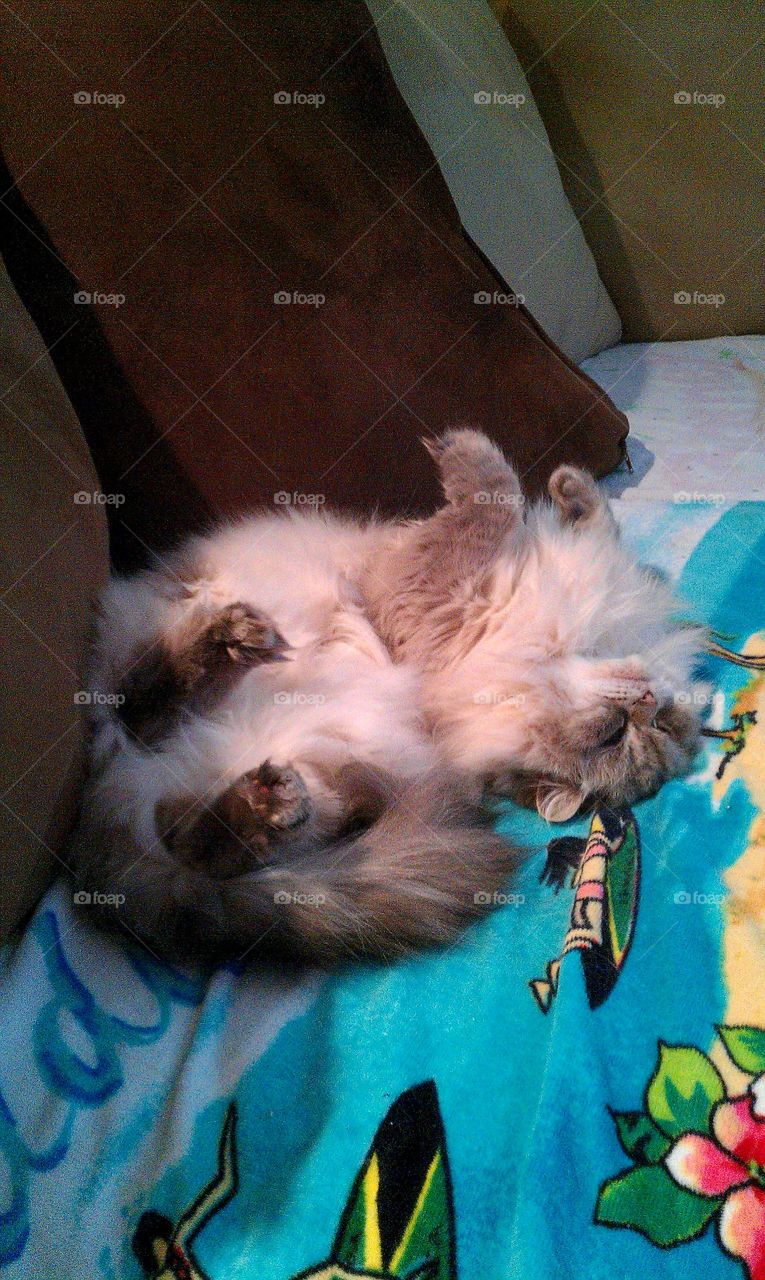 Sugar relaxing all stretched out.