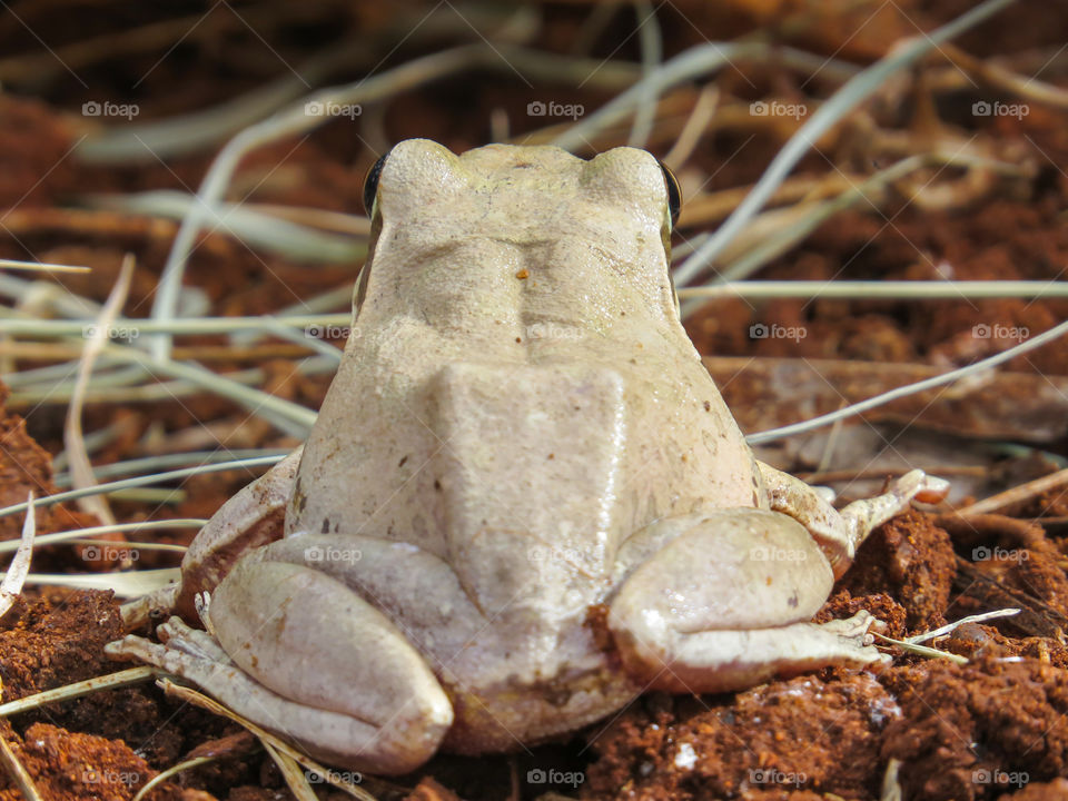 white frog