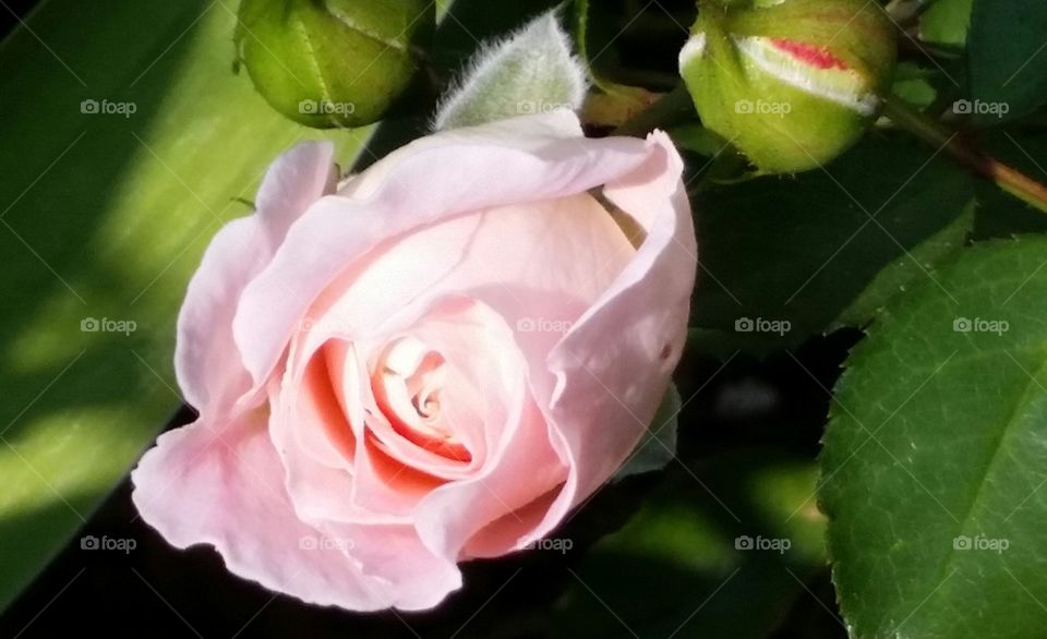 Rose bud