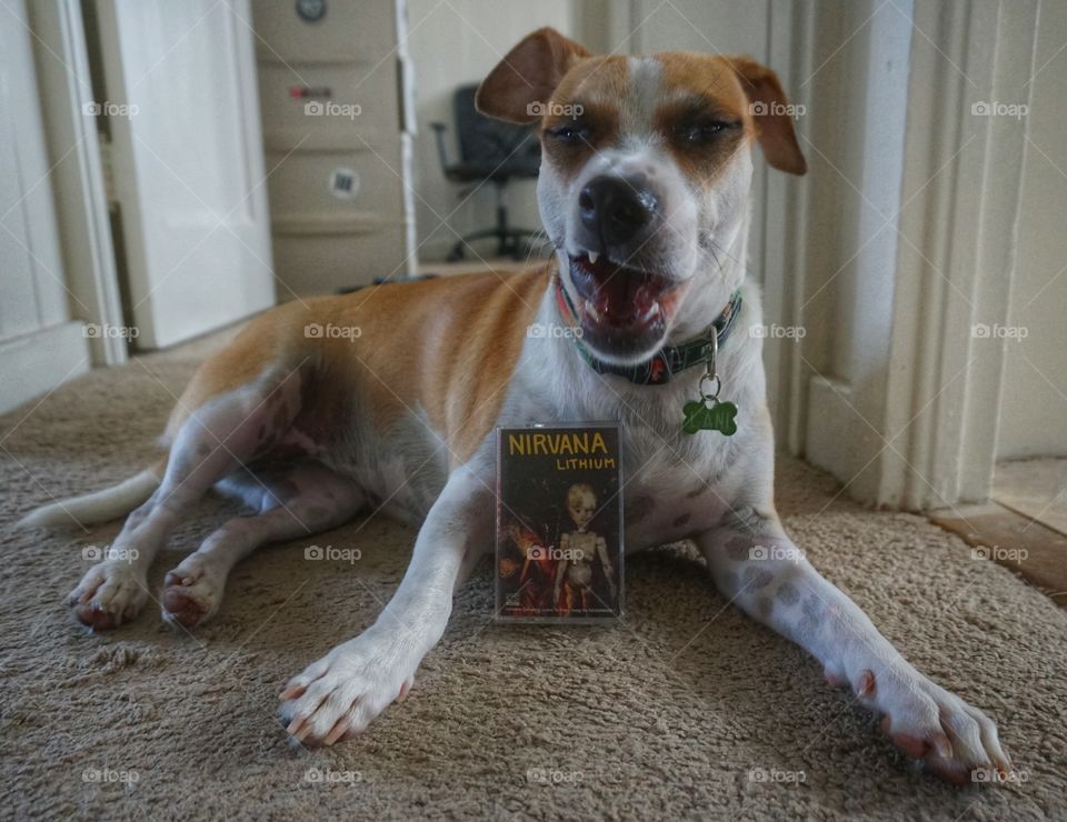 Dog Loves Nirvana