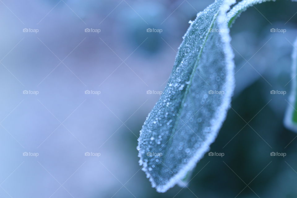 Frost leaf in winter