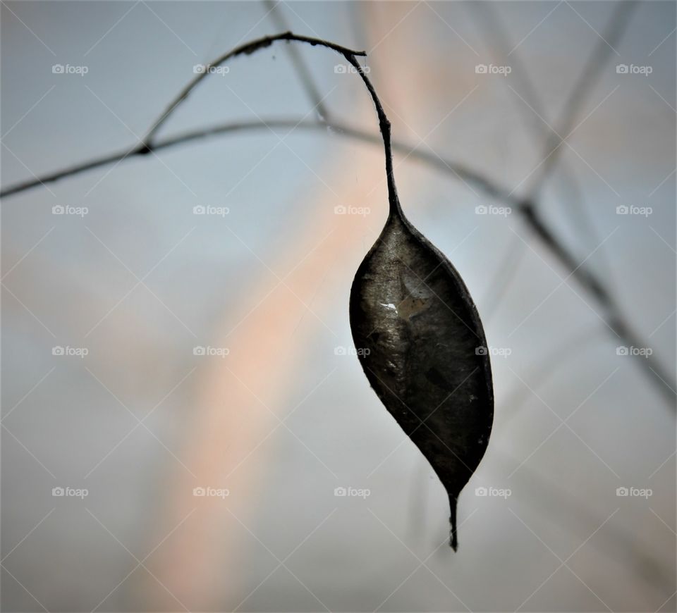 dried pod.