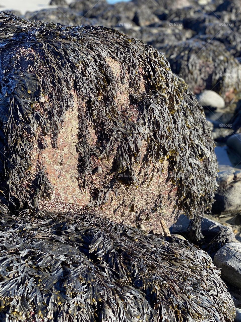 Seaweed on rock sustainable 