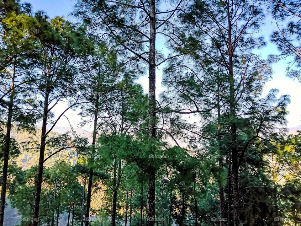 Beautiful pine trees nice looking awesome image