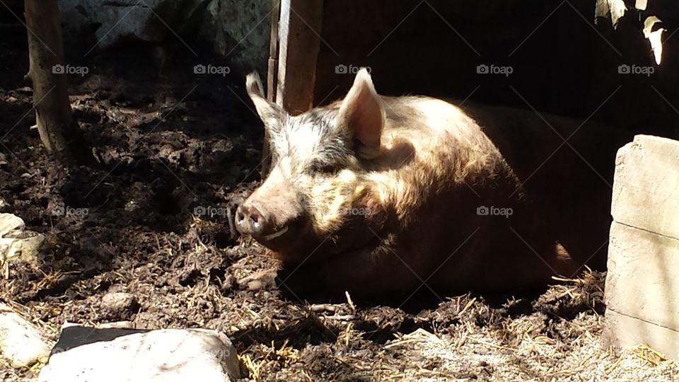 pig