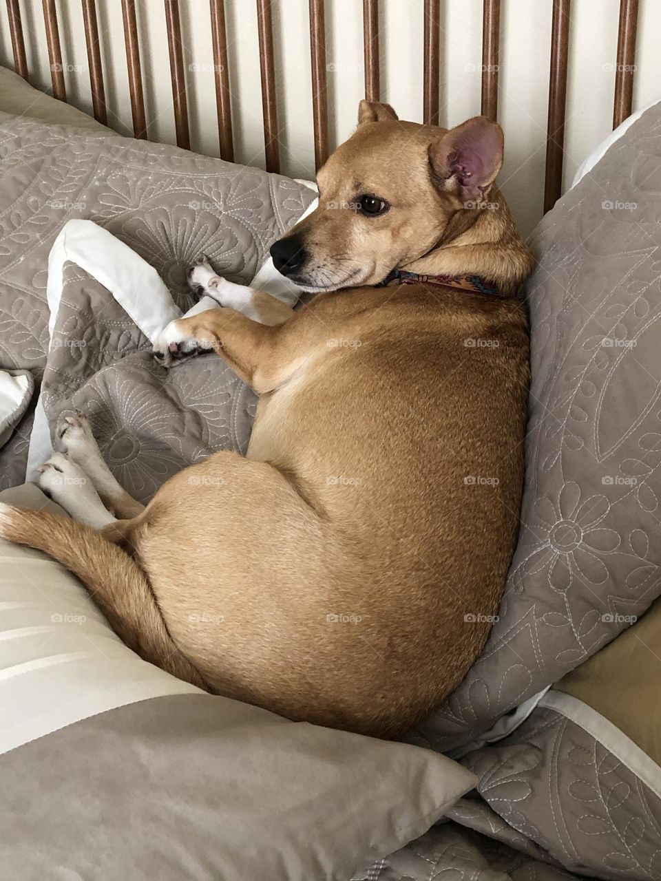  “Does this pillow make me look fat?”