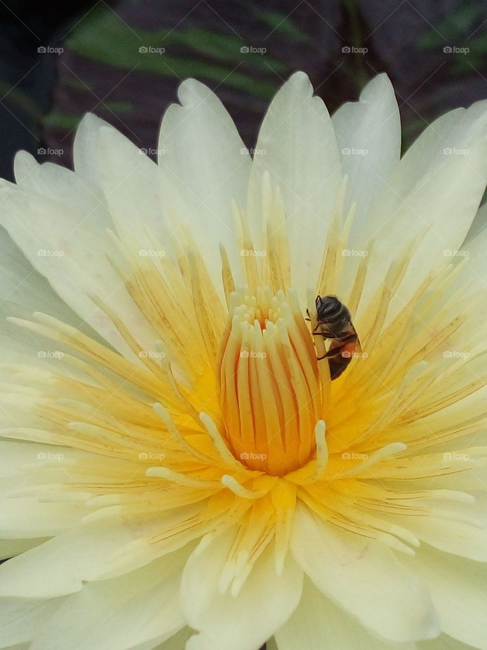 Bee pollen Flower nature