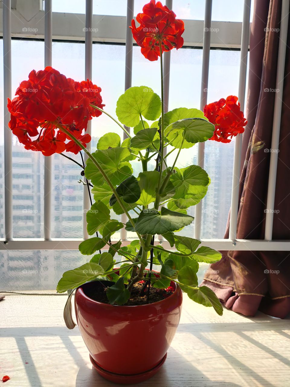 Red Geranium with red pot