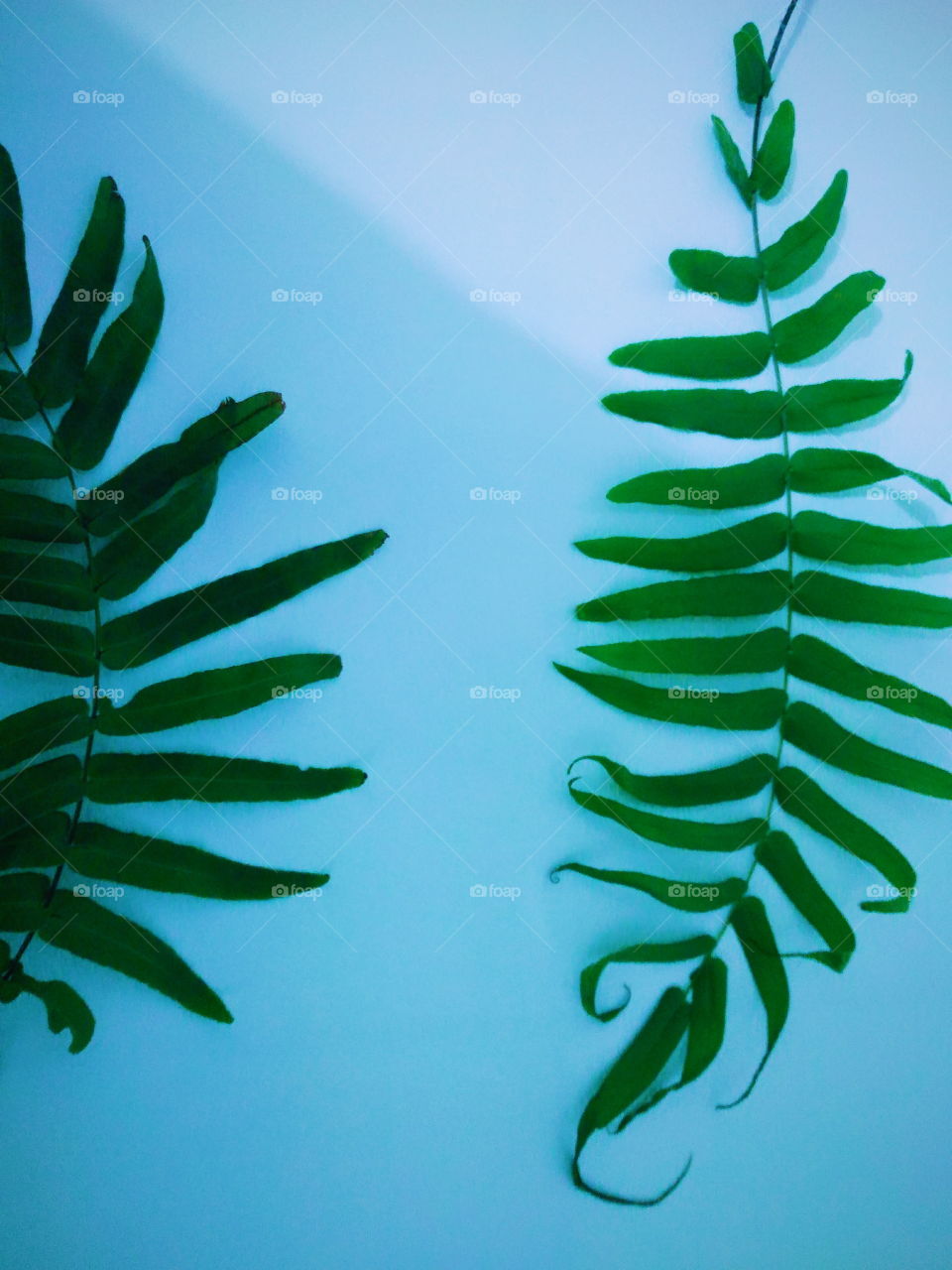Fern leaves with blue background