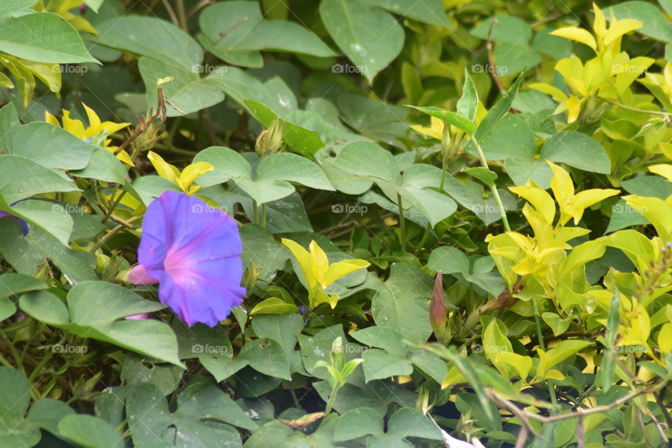 Nature gives you beautiful and eye soothing things # Flower